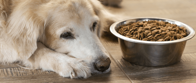 chien dépression